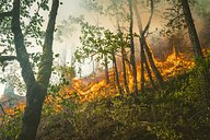 Reducing fire risks in forestry