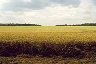 Biomass Boom